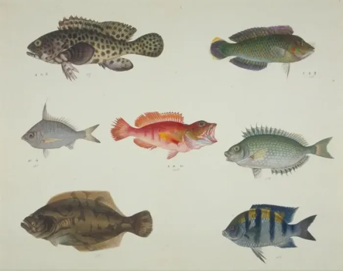 Framed Print : LS Plate 113 from the John Reeves Collection Framed Print : LS Plate 113 from the John Reeves Collection