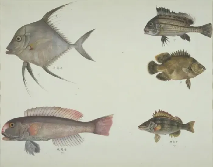 Framed Print : LS Plate 114 from the John Reeves Collection Framed Print : LS Plate 114 from the John Reeves Collection