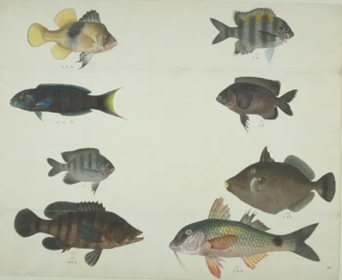 Framed Print : LS Plate 116 from the John Reeves Collection Framed Print : LS Plate 116 from the John Reeves Collection