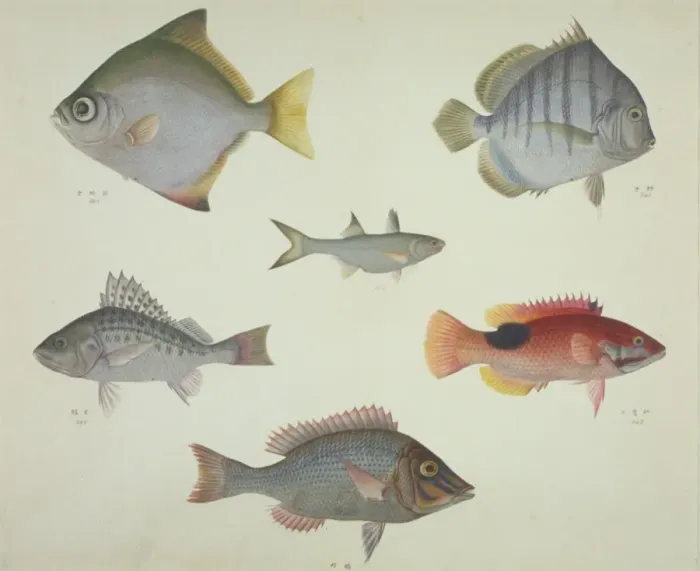 Framed Print : LS Plate 117 from the John Reeves Collection Framed Print : LS Plate 117 from the John Reeves Collection