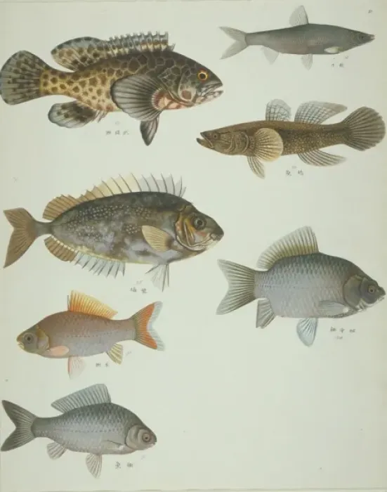 Framed Print : LS Plate 118 from the John Reeves Collection Framed Print : LS Plate 118 from the John Reeves Collection