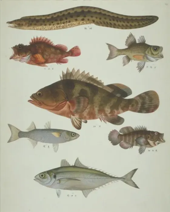 Framed Print : LS Plate 119 from the John Reeves Collection Framed Print : LS Plate 119 from the John Reeves Collection