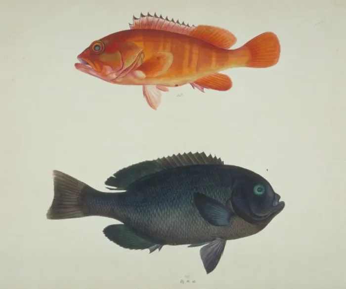 Framed Print : LS Plate 121 from the John Reeves Collection Framed Print : LS Plate 121 from the John Reeves Collection