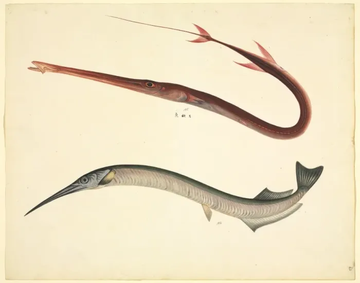 Framed Print : LS Plate 154 from the John Reeves Collection Framed Print : LS Plate 154 from the John Reeves Collection