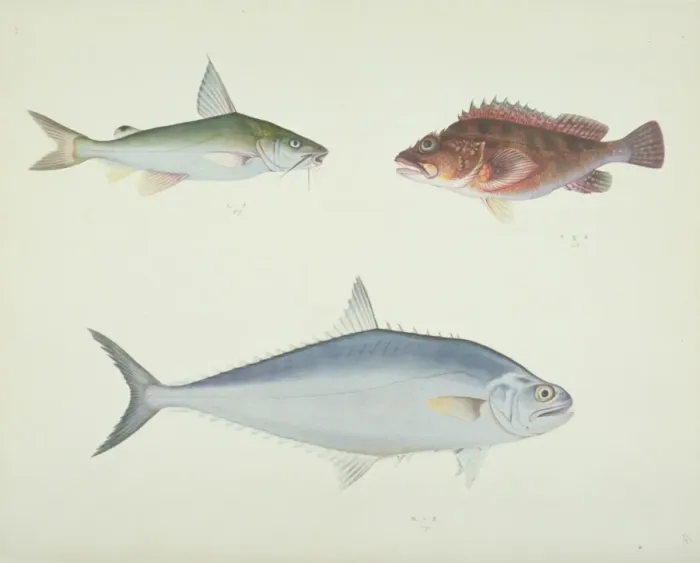 Framed Print : LS Plate 157 from the John Reeves Collection Framed Print : LS Plate 157 from the John Reeves Collection