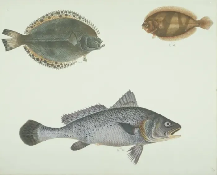 Framed Print : LS Plate 160 from the John Reeves Collection Framed Print : LS Plate 160 from the John Reeves Collection