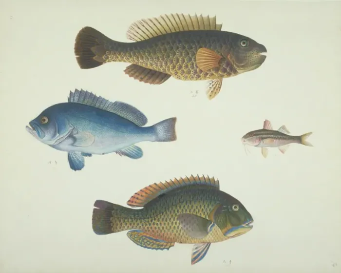 Framed Print : LS Plate 162 from the John Reeves Collection Framed Print : LS Plate 162 from the John Reeves Collection