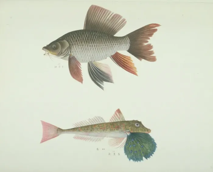 Framed Print : LS Plate 166 from the John Reeves Collection Framed Print : LS Plate 166 from the John Reeves Collection