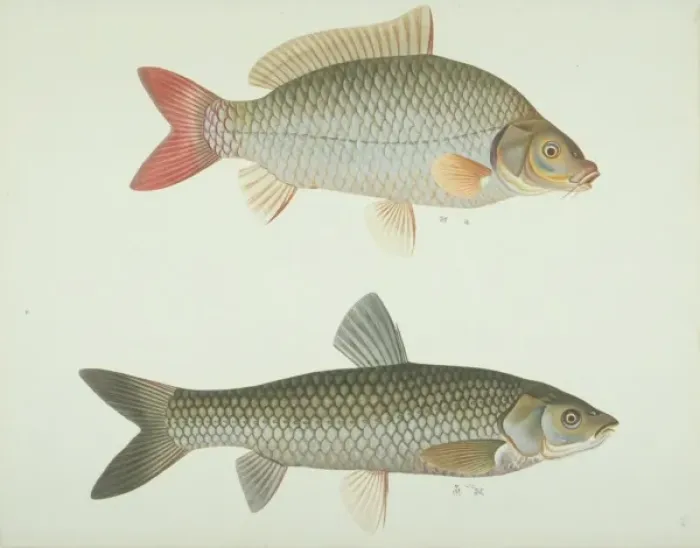 Framed Print : LS Plate 167 from the John Reeves Collection Framed Print : LS Plate 167 from the John Reeves Collection