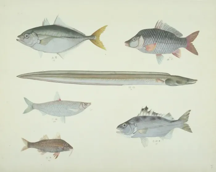 Framed Print : LS Plate 168 from the John Reeves Collection Framed Print : LS Plate 168 from the John Reeves Collection