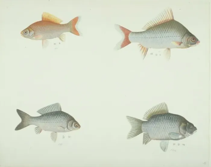 Framed Print : LS Plate 170 from the John Reeves Collection Framed Print : LS Plate 170 from the John Reeves Collection
