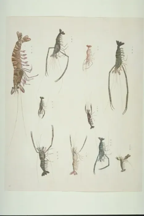 Framed Print : LS Plate 90 from the John Reeves Collection Framed Print : LS Plate 90 from the John Reeves Collection