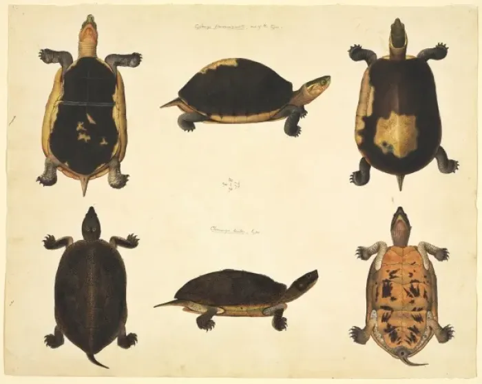 Framed Print : LS Plate 96 from the John Reeves Collection (Zoology) Framed Print : LS Plate 96 from the John Reeves Collection (Zoology)