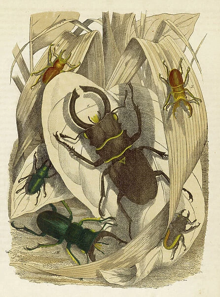 Lucanus Dux beetle. A lucanus dux beetle (centre) and other members of the lucanus family