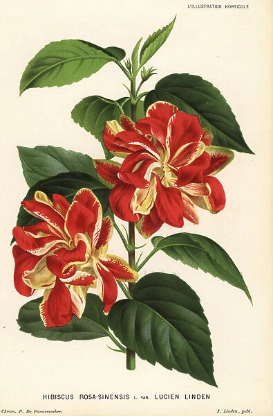 Lucien Linden variety of Chinese hibiscus