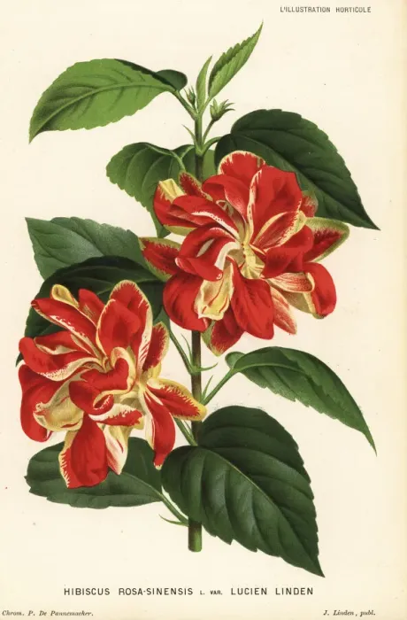 Framed Print : Lucien Linden variety of Chinese hibiscus Framed Print : Lucien Linden variety of Chinese hibiscus