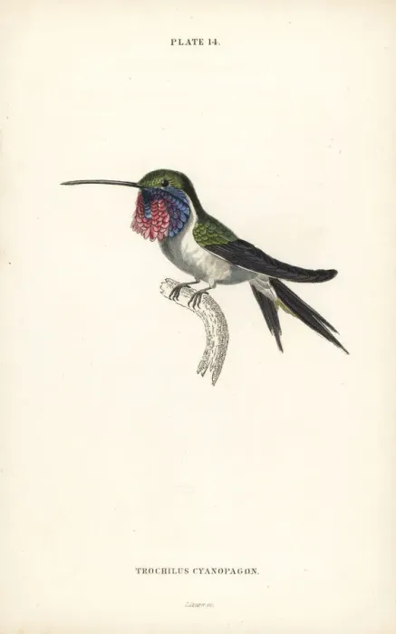 Framed Print : Lucifer sheartail, Calothorax lucifer Framed Print : Lucifer sheartail, Calothorax lucifer