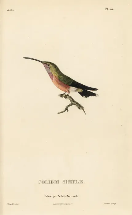 Framed Print : Lucifer sheartail, Calothorax lucifer Framed Print : Lucifer sheartail, Calothorax lucifer