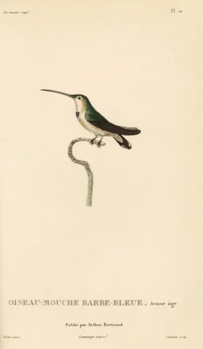 Framed Print : Lucifer sheartail, Calothorax lucifer, juvenile Framed Print : Lucifer sheartail, Calothorax lucifer, juvenile