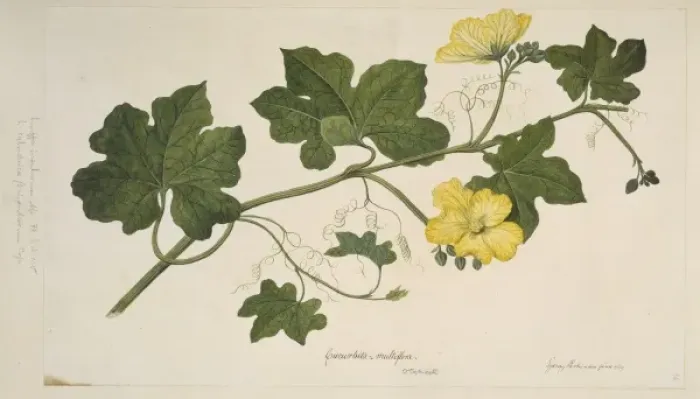 Framed Print : Luffa cylindrica var. leiocarpa, gourd Framed Print : Luffa cylindrica var. leiocarpa, gourd