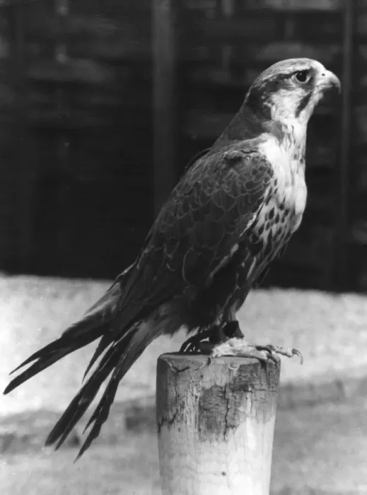 Framed Print : Lugger Falcon Framed Print : Lugger Falcon