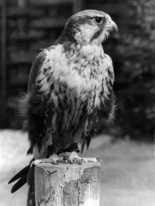 Framed Print : Lugger Falcon Framed Print : Lugger Falcon