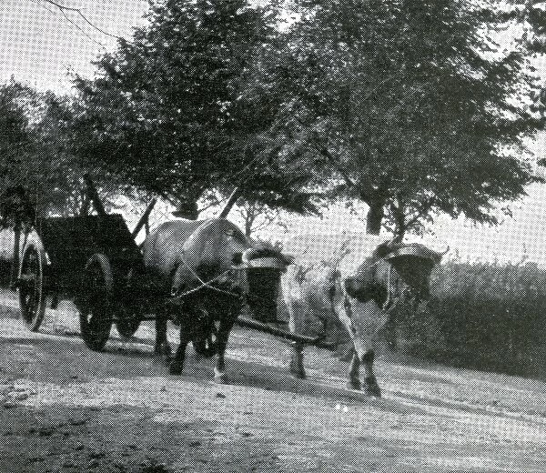 Luhlerheim Labour Colony, Germany - Draught Oxen