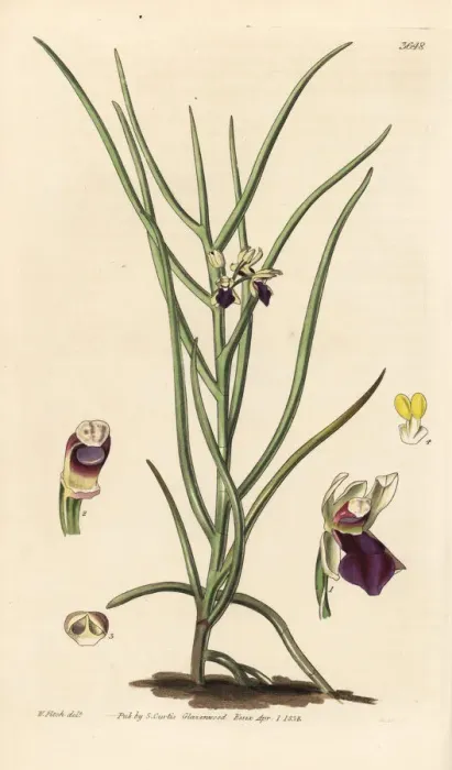 Framed Print : Luisia tristis orchid Framed Print : Luisia tristis orchid