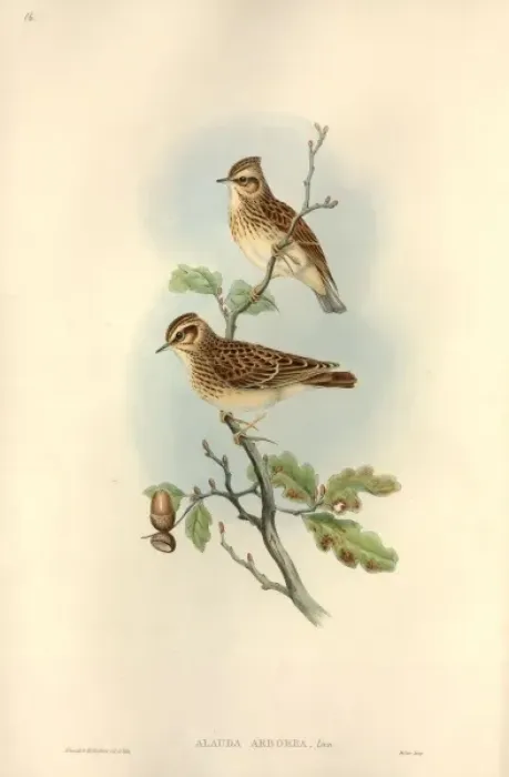 Framed Print : Lullula arborea, woodlark Framed Print : Lullula arborea, woodlark