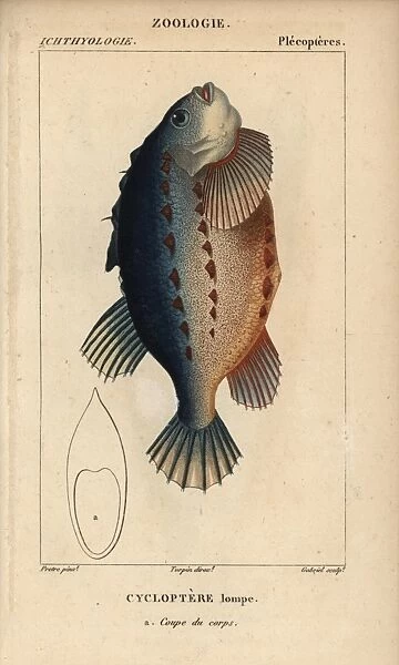 Lumpfish or lumpsucker, Cyclopterus lumpus