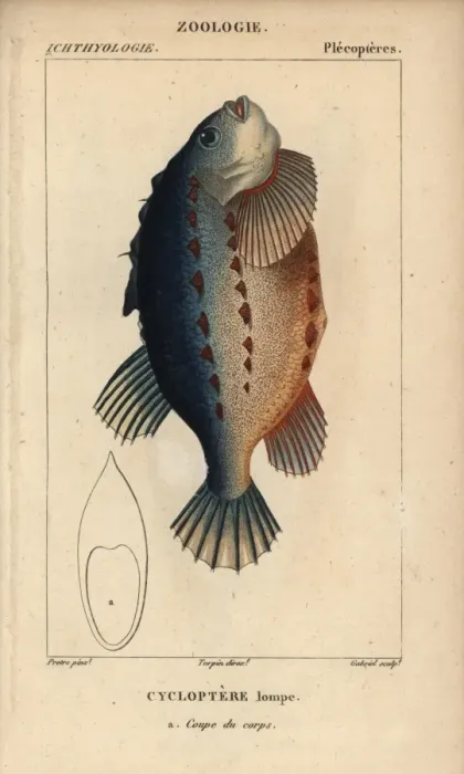 Framed Print : Lumpfish or lumpsucker, Cyclopterus lumpus Framed Print : Lumpfish or lumpsucker, Cyclopterus lumpus