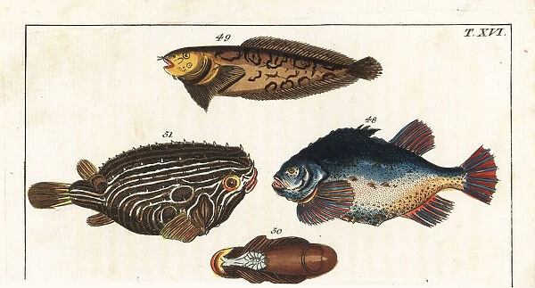 Lumpfish, sea snail, and Atlantic spiny lumpsucker