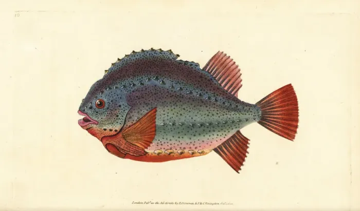 Framed Print : Lumpsucker or lumpfish, Cyclopterus lumpus Framed Print : Lumpsucker or lumpfish, Cyclopterus lumpus