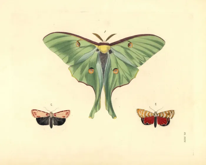 Framed Print : Luna and ornate moths Framed Print : Luna and ornate moths