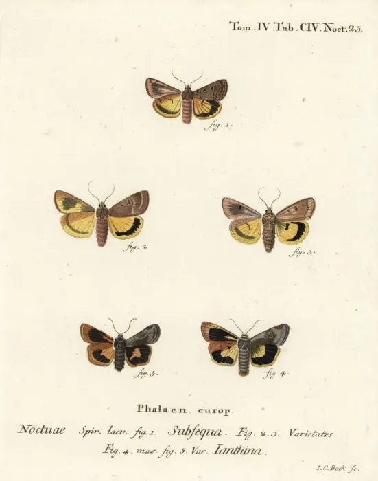 Framed Print : Lunar yellow underwing and Langmaids yellow underwing Framed Print : Lunar yellow underwing and Langmaids yellow underwing