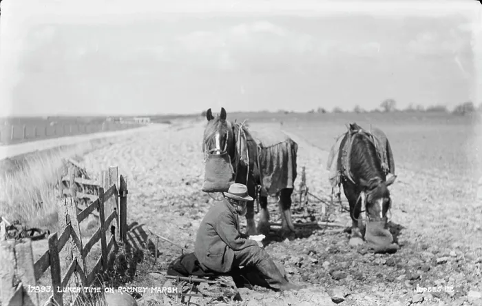 Framed Print : Lunch Time on Romney Marsh Framed Print : Lunch Time on Romney Marsh