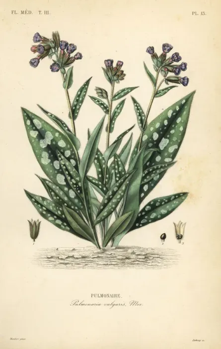 Framed Print : Lungwort, Pulmonaria officinalis Framed Print : Lungwort, Pulmonaria officinalis