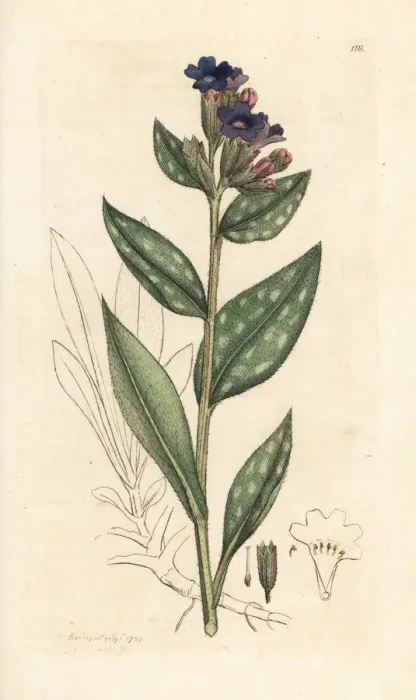 Framed Print : Lungwort, Pulmonaria officinalis Framed Print : Lungwort, Pulmonaria officinalis