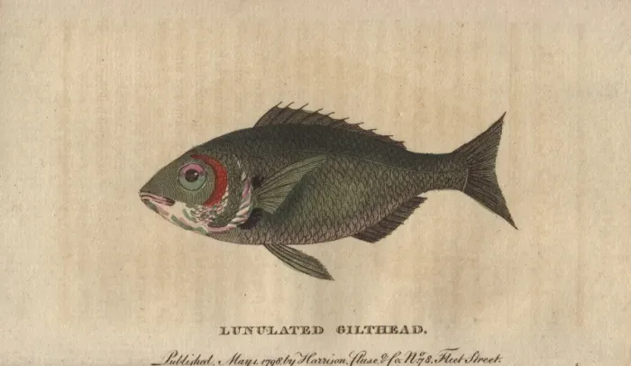Framed Print : Lunulated gilthead or gilt-head sea bream, Sparus aurata Framed Print : Lunulated gilthead or gilt-head sea bream, Sparus aurata