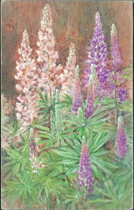 Framed Print : Lupins Flowers Flower arrangement Watercolour Framed Print : Lupins Flowers Flower arrangement Watercolour