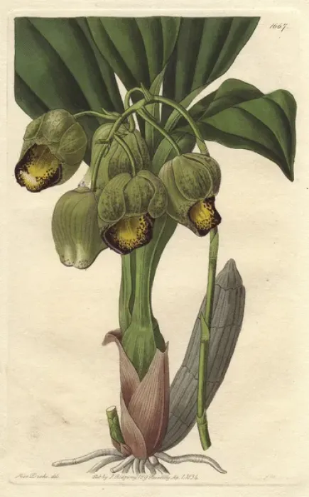 Framed Print : Lurid or pale yellow catasetum orchid, Catasetum luridum Framed Print : Lurid or pale yellow catasetum orchid, Catasetum luridum
