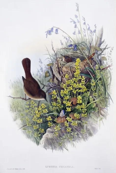 Framed Print : Luscinia megarhynchos, common nightingale Framed Print : Luscinia megarhynchos, common nightingale