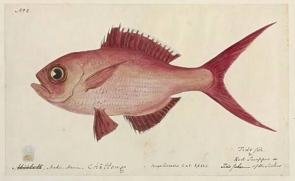 Lutjanus campechanus, red snapper