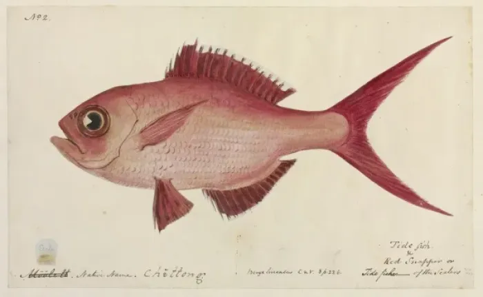 Framed Print : Lutjanus campechanus, red snapper Framed Print : Lutjanus campechanus, red snapper