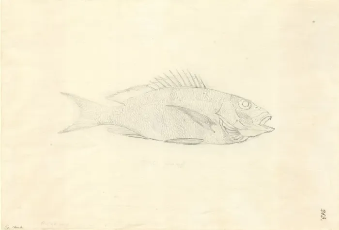 Framed Print : Lutjanus fulvus, blacktail snapper Framed Print : Lutjanus fulvus, blacktail snapper