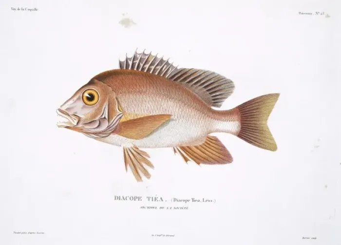 Framed Print : Lutjanus gibbus, humpback red snapper Framed Print : Lutjanus gibbus, humpback red snapper