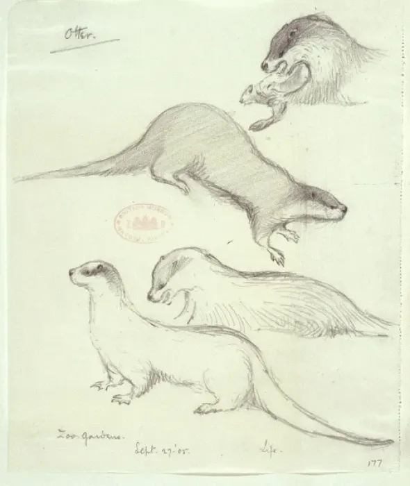 Framed Print : Lutra lutra, European otter Framed Print : Lutra lutra, European otter