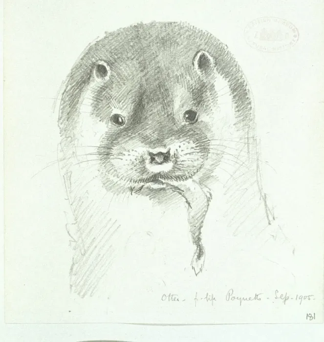Framed Print : Lutra lutra, European otter Framed Print : Lutra lutra, European otter