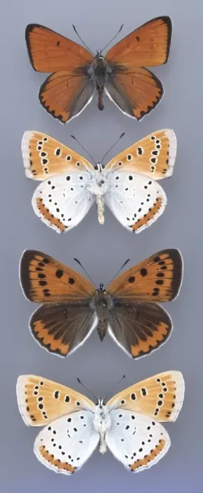 Framed Print : Lycaena dispar, large copper Framed Print : Lycaena dispar, large copper