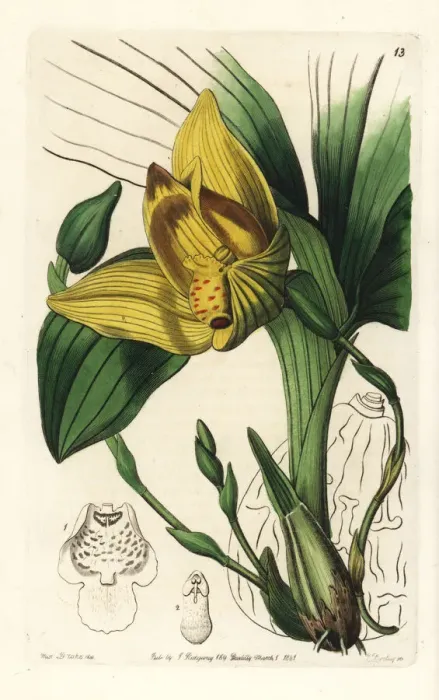 Framed Print : Lycaste cruenta orchid Framed Print : Lycaste cruenta orchid